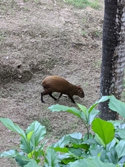 Dasyprocta ruatanica