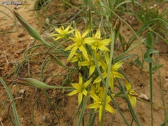 Gagea reticulata
