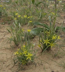 Gagea reticulata