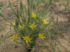 Gagea reticulata