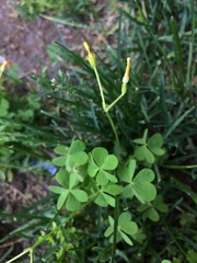 Oxalis