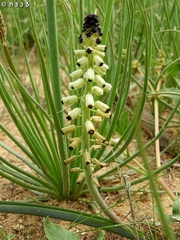 Muscari eburneum