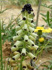 Muscari eburneum
