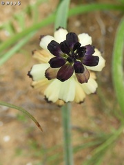 Muscari eburneum