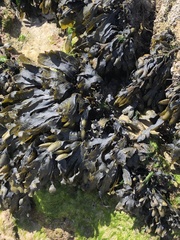 Fucus guiryi