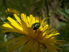 Cryptocephalus hypochaeridis