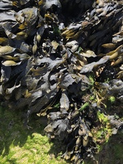 Fucus guiryi