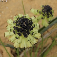 Muscari eburneum