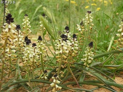 Muscari eburneum