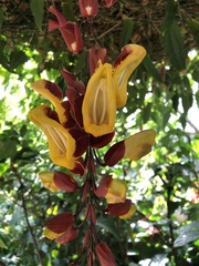 Coryanthes macrantha