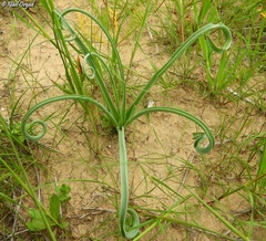 Muscari longipes