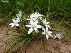 Ornithogalum trichophyllum