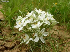 Ornithogalum trichophyllum