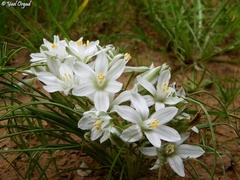 Ornithogalum trichophyllum