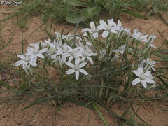 Ornithogalum trichophyllum