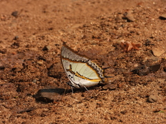 Polyura eudamippus