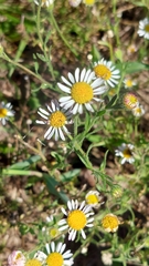 Hysterionica resinosa