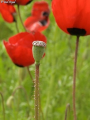 Papaver umbonatum