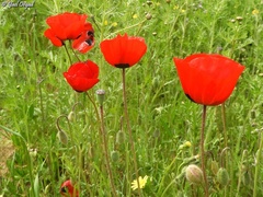 Papaver umbonatum