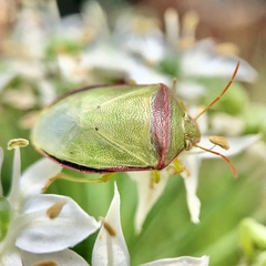 Piezodorus oceanicus