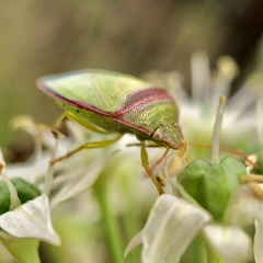 Piezodorus oceanicus
