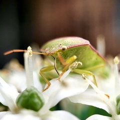Piezodorus oceanicus