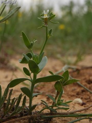 Linaria albifrons