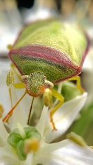Piezodorus oceanicus