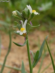 Linaria albifrons