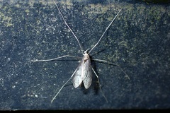 Dicranota