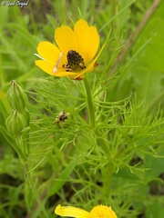 Adonis dentata
