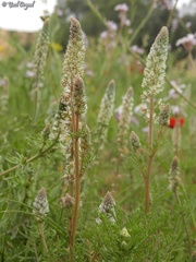 Reseda decursiva