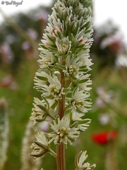Reseda decursiva