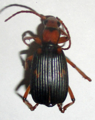 Brachininae
