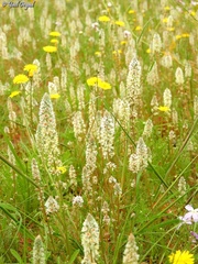 Reseda decursiva