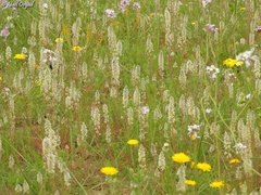 Reseda decursiva