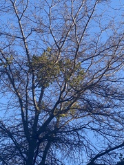 Phoradendron leucarpum