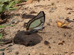 Polyura eudamippus