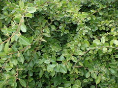 Pisonia aculeata image