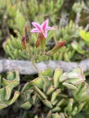 Adromischus caryophyllaceus