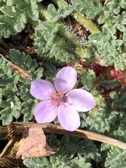 Erodium lebelii