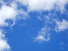 Haliaeetus leucocephalus leucocephalus