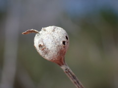 Neolasioptera lathami