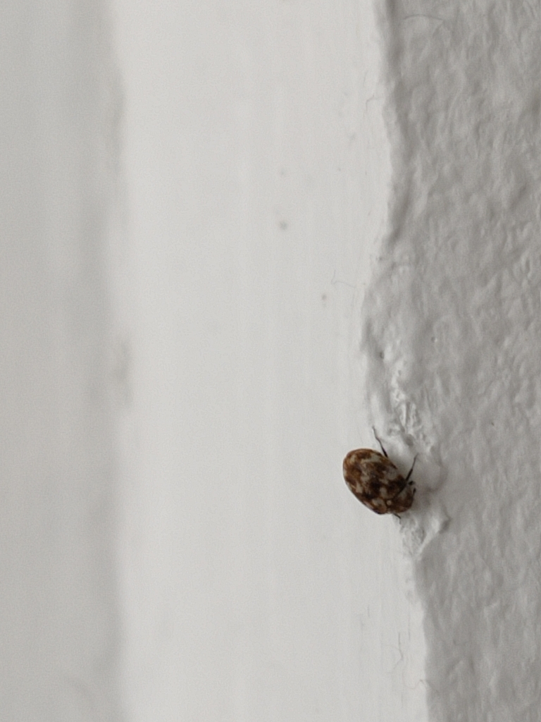 Varied Carpet Beetle From 2140 Antwerp Belgium On April 02 2022 At 03   Large 