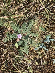 Erodium lebelii