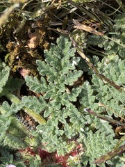 Erodium lebelii