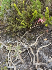 Adromischus caryophyllaceus