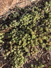 Sedum nuttallii