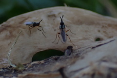 Prochyliza xanthostoma