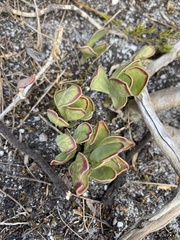 Adromischus caryophyllaceus